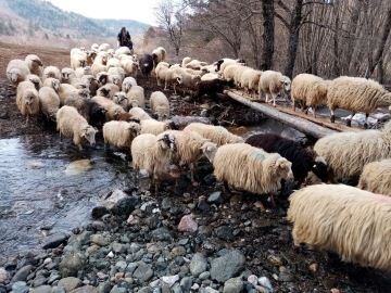 SHEEPS COMING BACK FROM VALLEY